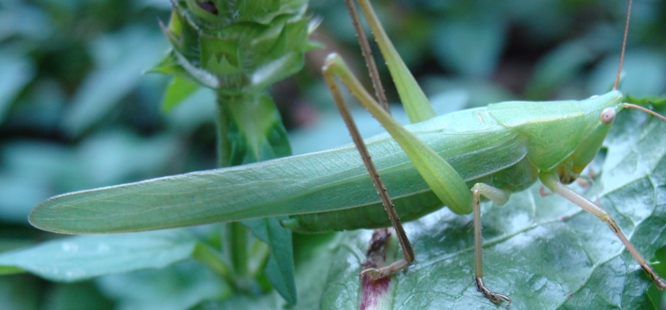 Ortotteri della passata estate: R. nitidula e P. nana
